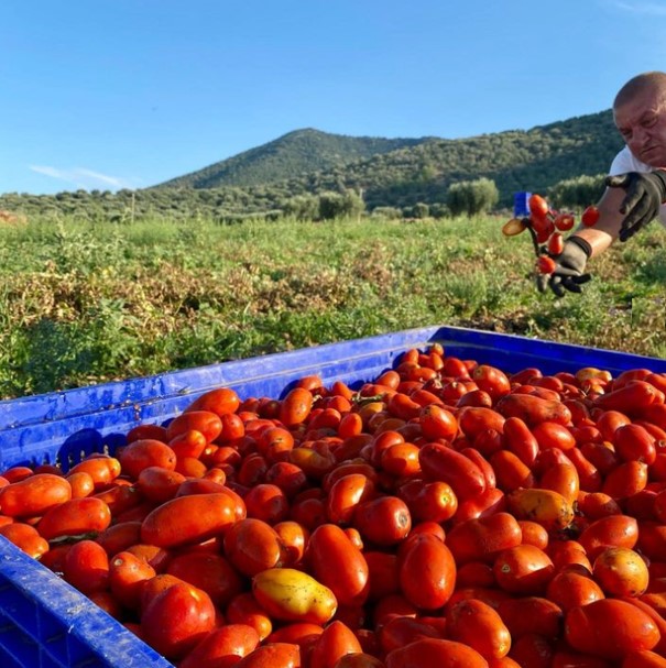 groothandel tomaten